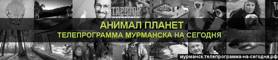 Телепрограмма на сегодня канала Анимал Планет, Мурманск